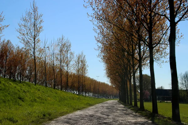 Gold Coloured Leaves Sun Poplar Trees Motorway A20 Netherlands —  Fotos de Stock