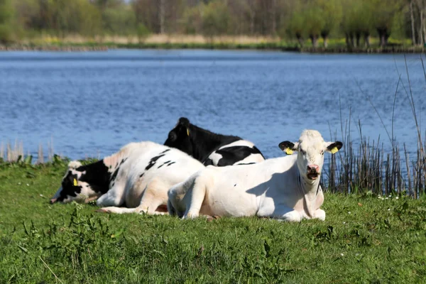 White Red White Black Frysian Holstein Cows Meadow Netherlands — Photo