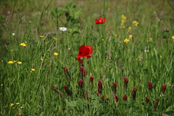 Zuidplas 'taki Eendragtspolder polder alanı (Zevenhuizen)