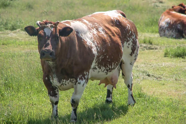 White Red White Black Frysian Holstein Cows Meadow Netherlands — 스톡 사진