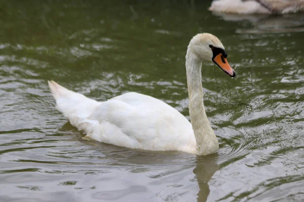 Cisnes Selvagens Aldeia Nieuwerkerk Aan Den Ijssel Nos Países Baixos — Fotografia de Stock