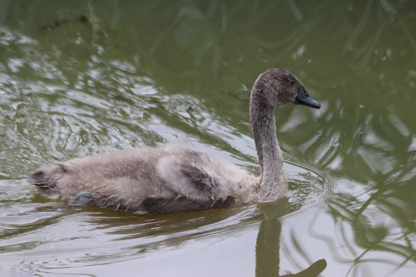 Cisnes Selvagens Aldeia Nieuwerkerk Aan Den Ijssel Nos Países Baixos — Fotografia de Stock