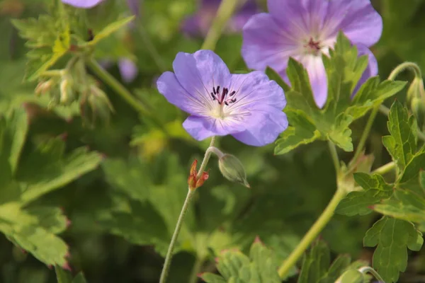 Geranium Rozanna Lila Virágfője Niuwerkerki Kertekben — Stock Fotó