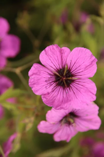 Μοβ Λουλούδι Επικεφαλής Της Geranium Rozanna Σχετικά Τους Δημόσιους Κήπους — Φωτογραφία Αρχείου