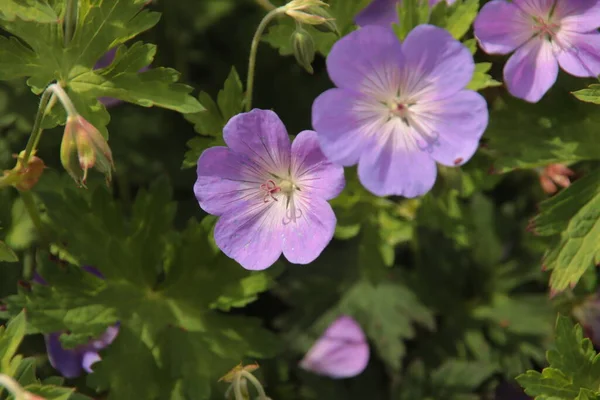 Paarse Bloemenkop Van Geranium Rozanna Openbare Tuinen Nieuwerkerk — Stockfoto