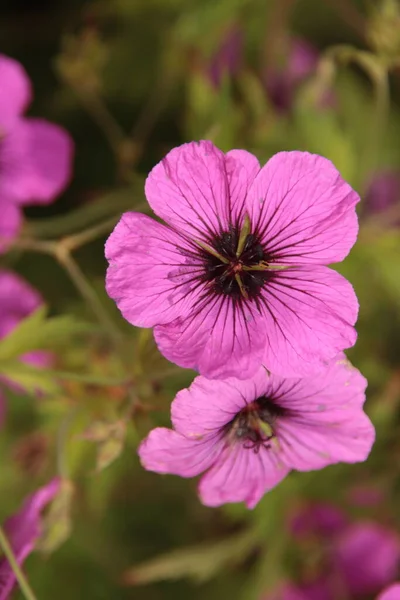 Fioletowy Kwiat Geranium Rozanna Ogrodach Publicznych Nieuwerkerk — Zdjęcie stockowe