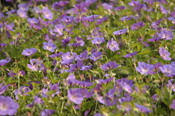 Фиолетовая цветочная голова герани Розанны в сквере в Керке