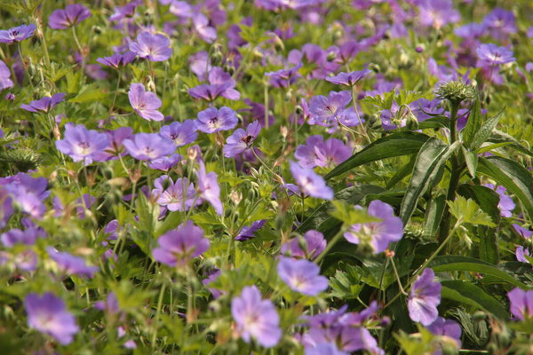 Фиолетовая цветочная голова герани Розанны в сквере в Керке