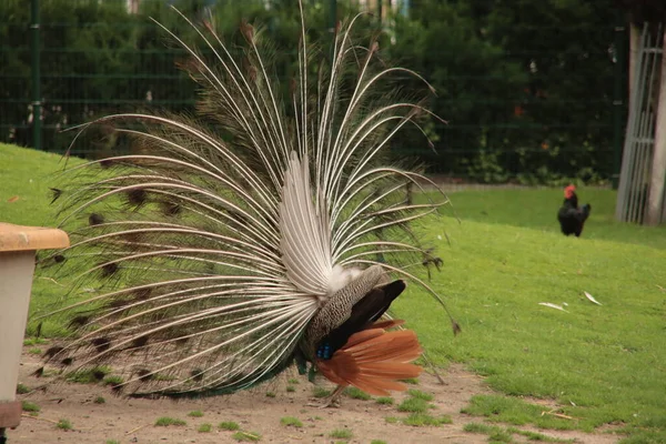 Pfau Mit Offenen Federn Das Weibchen Nieuwerkerk Beeindrucken — Stockfoto