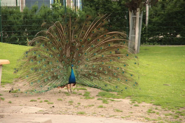Peacock Otevřeným Peřím Zapůsobit Samici Nieuwerkerk — Stock fotografie
