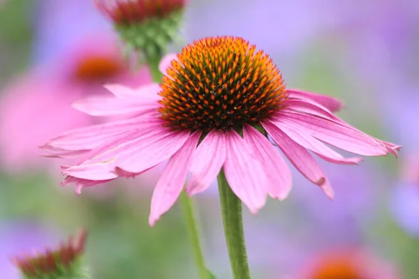Echinacea purpurea 'Magnus' ya da Hollanda 'da mor ve beyaz olarak koni çiçekleri