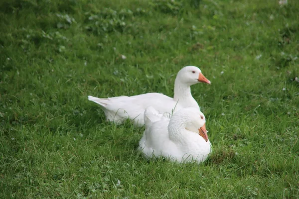Grey White Gooses Meadows Netherlands Which Harms Farmland — Foto de Stock