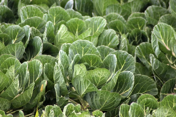 Felder Mit Rosenkohl Werden Zevenhuizen Den Niederlanden Geerntet — Stockfoto