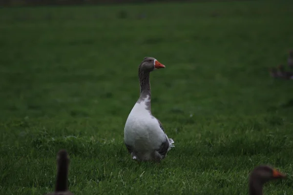 荷兰草地上的灰白色鹅群危害农田 — 图库照片