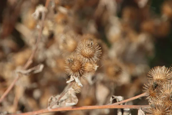 Orangea Gula Och Bruna Blad Belysta Solljus Höstsäsongen Nederländerna — Stockfoto