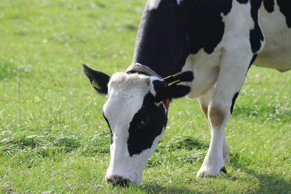 White Red White Black Frysian Holstein Cows Meadow Netherlands — 스톡 사진