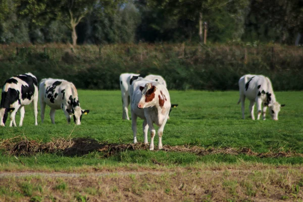 White Red White Black Frysian Holstein Cows Meadow Netherlands — Photo