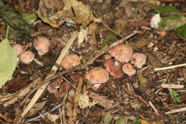 Cogumelo Psathyrella Conopilus Durante Outono Jardim Botânico Capelle Aan Den — Fotografia de Stock