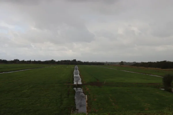 Луга Вдоль Дамбы Рек Голландского Эйсселя Nieuwerkerk Aan Den Ijssel — стоковое фото