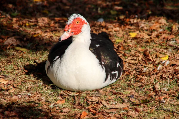 Bílá Černá Pižmová Kachna Podél Petteplas Waddinxveen Nieuwerkerk — Stock fotografie