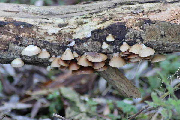 Psathyrella Conopilus Mushroom Autumn Botanical Garden Capelle Aan Den Ijssel — Photo