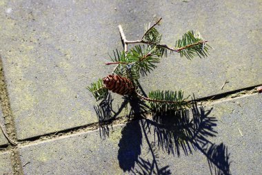 Veluwe 'deki terasın zemininde bir dal üzerinde çam kozalağı