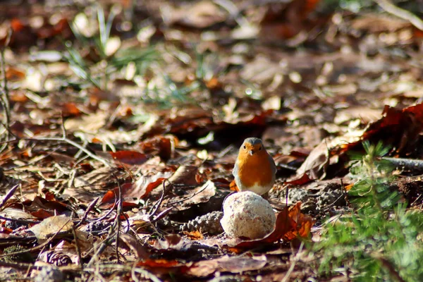 Robin Äter Från Fet Boll Marken Veluwe Nederländerna — Stockfoto