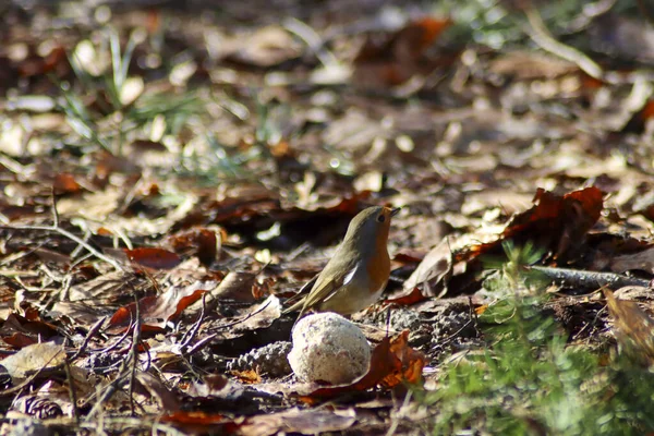 Robin eats from a fat ball on the ground in the Veluwe in the Netherlands