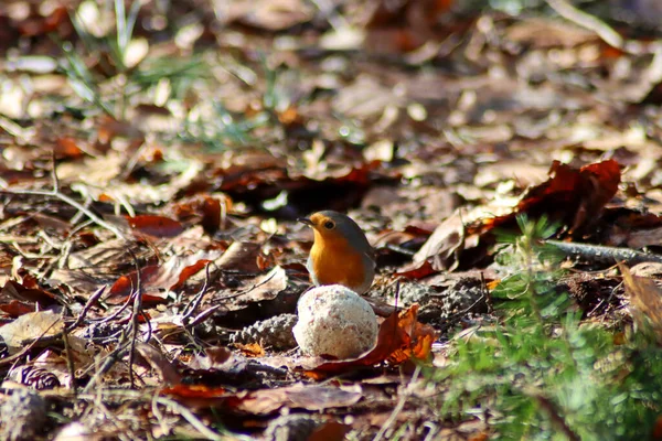 Robin Äter Från Fet Boll Marken Veluwe Nederländerna — Stockfoto