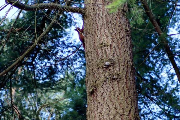 Hojas Colores Árboles Través Luz Del Sol Bosque Veluwe Los —  Fotos de Stock