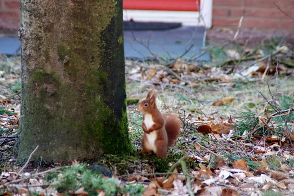 Red American Squirrel Tree Veluwe Winter Netherlands — Stock Photo, Image