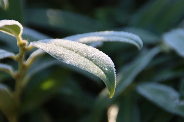 Gefrorenes Laub Vor Nachtfrost Einem Wald Der Veluwe Den Niederlanden — Stockfoto