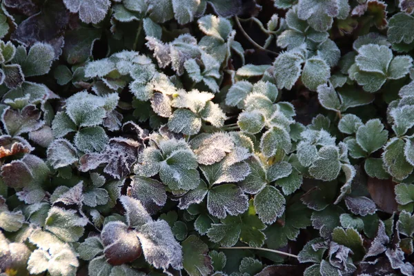 Gefrorenes Laub Vor Nachtfrost Einem Wald Der Veluwe Den Niederlanden — Stockfoto