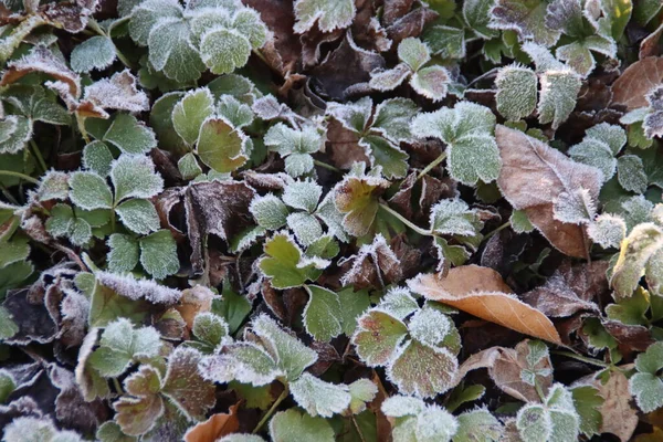 Folhas Congeladas Geada Noturna Uma Floresta Veluwe Nos Países Baixos — Fotografia de Stock