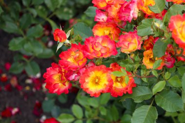 Guldemondplantsoen Rosarium Boskoop Hollanda 'da' Aşk Yazı 'çiçek başı
