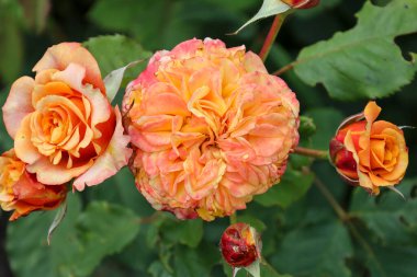 Guldemondplantsoen Rosarium Boskoop Hollanda 'da' La Villa Cotta 'çiçek başı