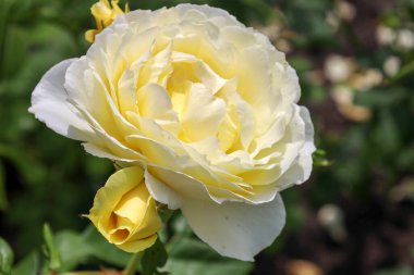 'Garfin Diana' Guldemondplantsoen Rosarium Boskoop Hollanda 'da çiçek başı