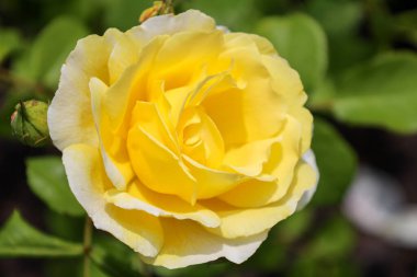 Beverly gül çiçeği başı Guldemondplantsoen Rosarium Boskoop Hollanda 'da 