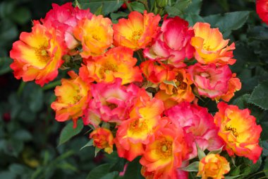 Guldemondplantsoen Rosarium Boskoop Hollanda 'da' Aşk Yazı 'çiçek başı