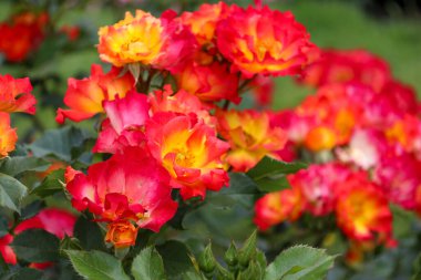 Guldemondplantsoen Rosarium Boskoop Hollanda 'da' Aşk Yazı 'çiçek başı