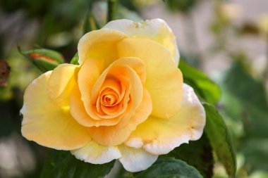 'Garfin Diana' Guldemondplantsoen Rosarium Boskoop Hollanda 'da çiçek başı