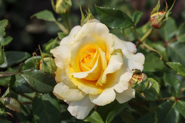 Sunny Sky Rose Flower Head Guldemondplantsoen Rosarium Boskoop Netherlands — Foto de Stock