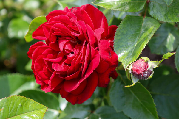 'Jugendliebe' rose flower head at the Guldemondplantsoen Rosarium Boskoop Netherlands