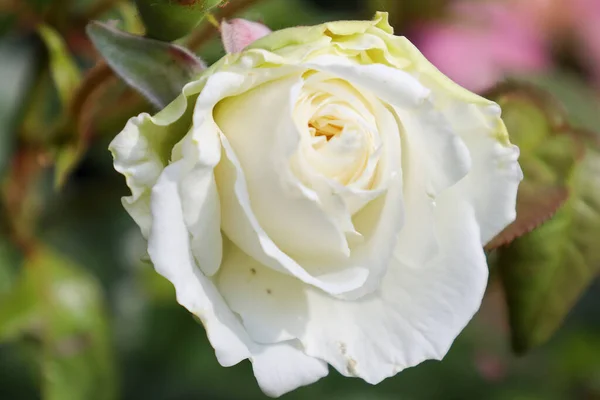 Rosenblütenkopf White Romanza Guldemondplantsoen Rosarium Boskoop — Stockfoto
