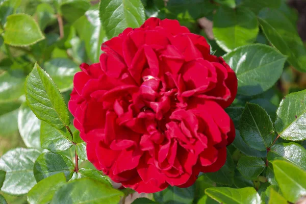 Jugendliebe Rose Flower Head Guldemondplantsoen Rosarium Boskoop Países Bajos —  Fotos de Stock