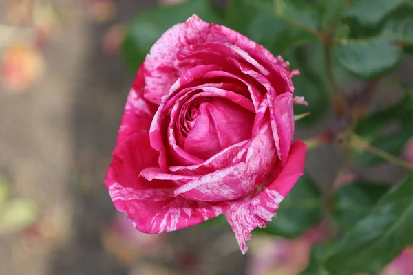 ガルデモンプランツーンのバラの花の頭 Rosarium Boskoopオランダ — ストック写真