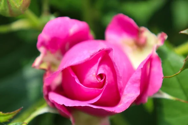 Carmen Wurth Blomma Huvud Vid Guldemondplantsoen Rosarium Boskoop Nederländerna — Stockfoto