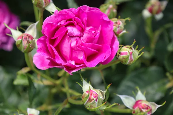 Carmen Wurth Cabeça Flor Guldemondplantsoen Rosarium Boskoop Países Baixos — Fotografia de Stock