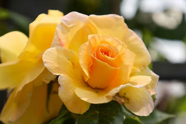 Cabeza Flor Rosa Garfin Diana Guldemondplantsoen Rosarium Boskoop Países Bajos — Foto de Stock