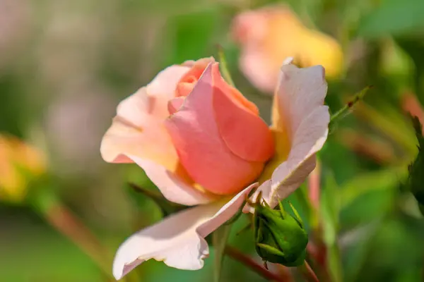 Jaque Mate Rosa Cabeza Flor Guldemondplantsoen Rosarium Boskoop Países Bajos — Foto de Stock